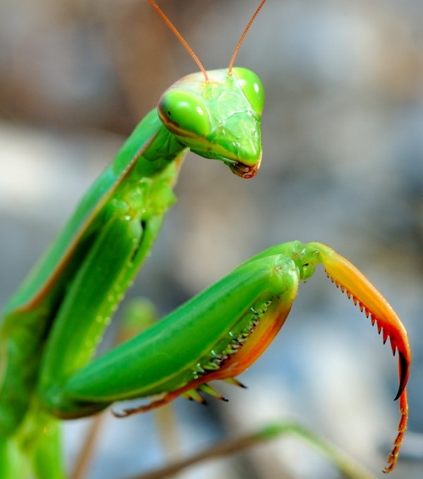 mante-religieuse-carla-verte%5B1%5D